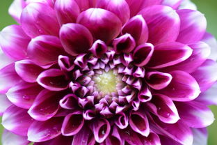 嬌琴紗 花卉機械設(shè)備的復活節(jié)之白