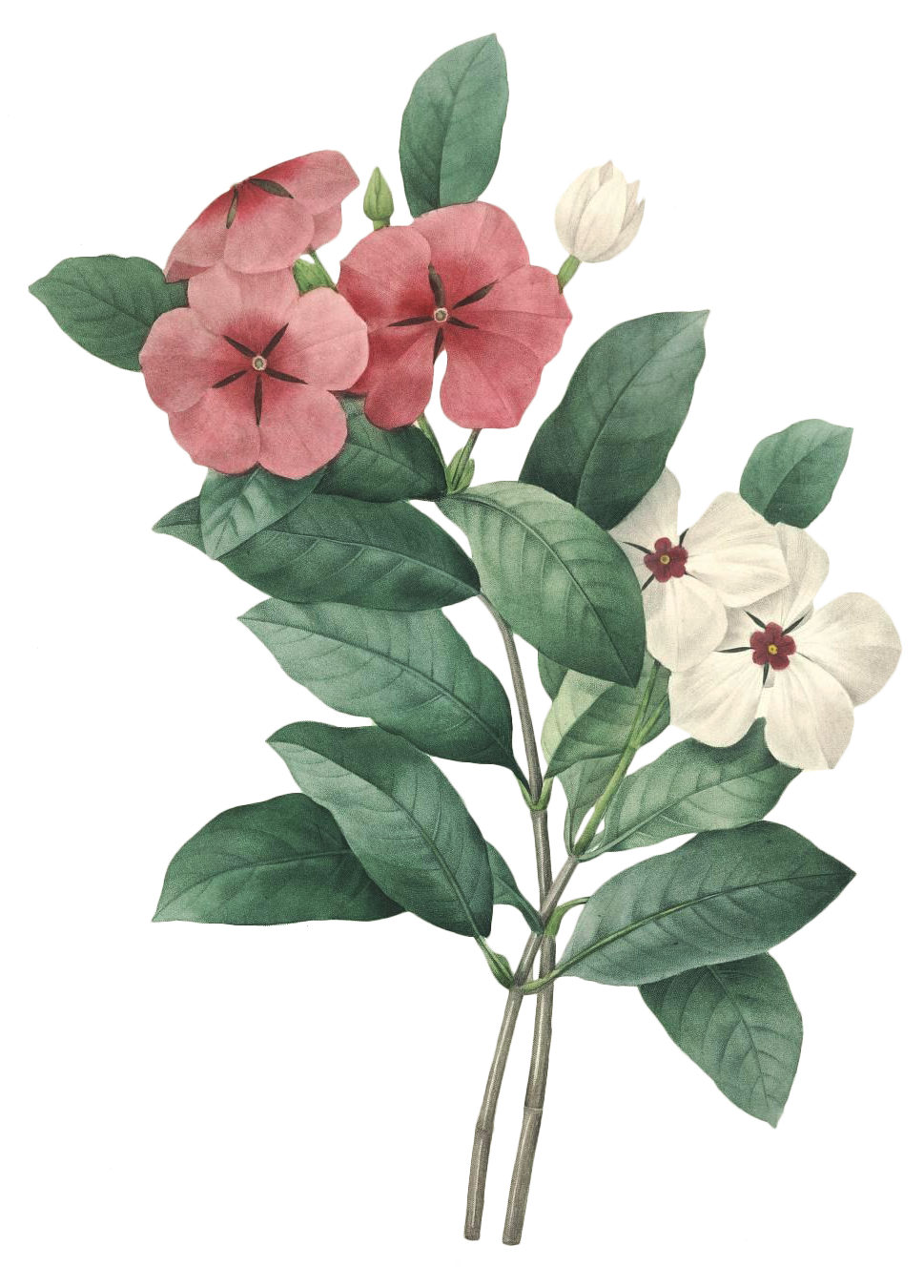 絢爛花語(yǔ) 高清花卉素材的藝術(shù)與應(yīng)用